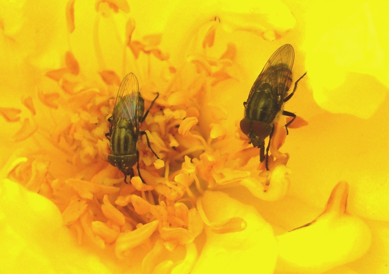 Stomorhina lunata (Calliphoridae)